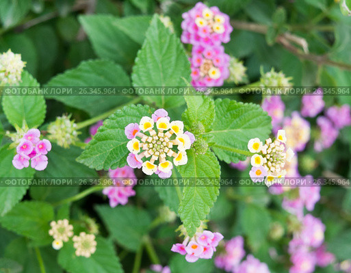 Лантана сводчатая (Lantana camara) Стоковое фото, фотограф E. O. / Фотобанк Лори