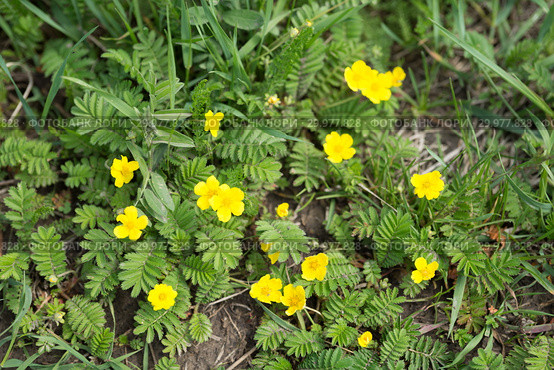 Лапчатка гусиная, или гусиная лапка (лат. Potentilla anserina) с жёлтыми цветами стелется на земле. Вид сверху. Стоковое фото, фотограф Светлана Попова / Фотобанк Лори