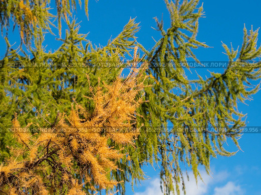 Larch branches in autumn against the sky. Стоковое фото, фотограф Argument / Фотобанк Лори