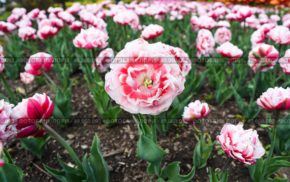 Large bed of double tulips variety Gerbrand Kieft in soft pink and white shades, with one fully open bloom centered, perfect for floral background or theme. Стоковое фото, фотограф Татьяна Терехина / Фотобанк Лори