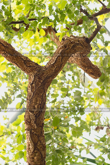 Large branch of a cork tree on the background of a crown. Стоковое фото, фотограф Филатова Ирина / Фотобанк Лори