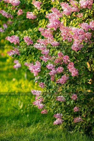 Large lilac bush in spring in May. Bright flowers of spring lilac bush. Spring flowers close-up. Twig beautiful varietal blooming flower. Стоковое фото, фотограф Ирина Михайличенко / Фотобанк Лори