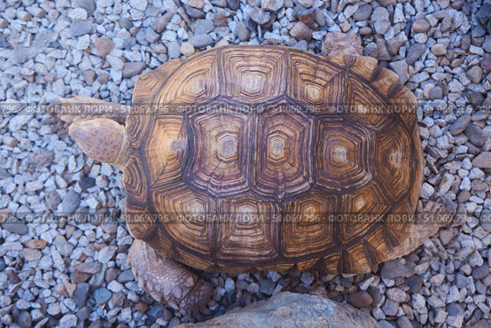 Large Madagascar turtle, close-up of the shell. Стоковое фото, фотограф Наталия Кирсанова / Фотобанк Лори