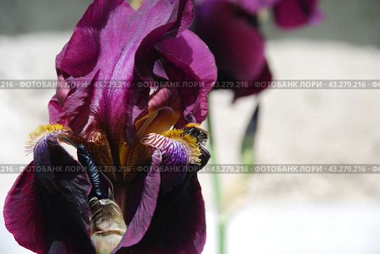Large purple iris. Стоковое фото, фотограф Andrew_Swarga / Фотобанк Лори