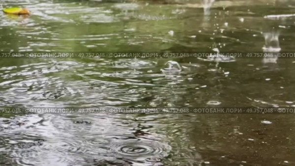 Large raindrops fall into a puddle. Стоковое видео, видеограф Ярославский Максим / Фотобанк Лори