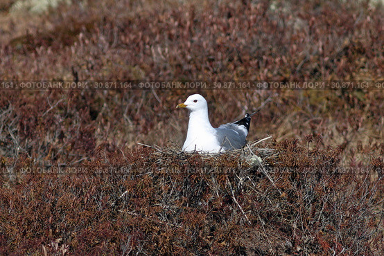 Larus canus. Сизая чайка на гнезде в ямальской тундре. Стоковое фото, фотограф Григорий Писоцкий / Фотобанк Лори