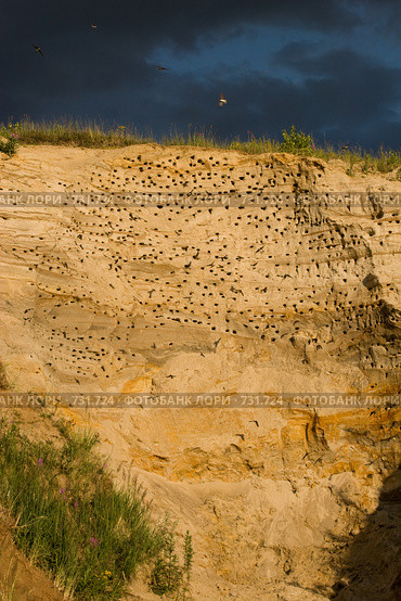 Ласточка береговая, Береговушка, Riparia riparia, Sand Martin. Стоковое фото, фотограф Василий Вишневский / Фотобанк Лори