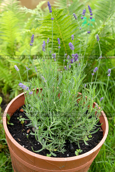 Лаванда узколистная (Lavandula angustifolia Mill.) растет в цветочном горшке. Дачный участок. Стоковое фото, фотограф Ирина Борсученко / Фотобанк Лори