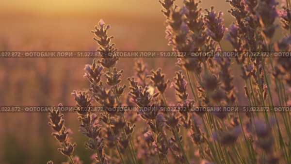 Lavender Field Sunset: Purple flowers softly illuminated by golden light in a field for serene beauty. Стоковое видео, видеограф svetograph / Фотобанк Лори