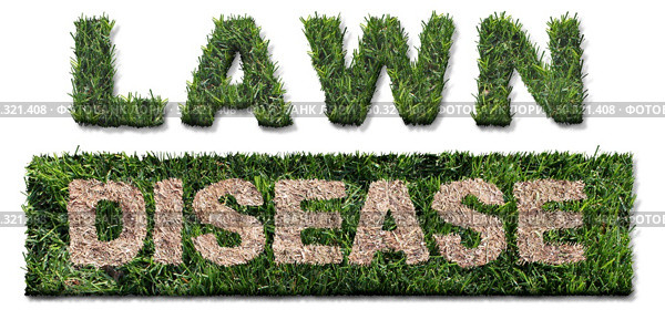 Lawn disease symbol as grub damage as chinch larva damaging grass roots causing a brown patch and drought area in the turf as a composite image on a white background. Стоковое фото, агентство Ingram Publishing / Фотобанк Лори