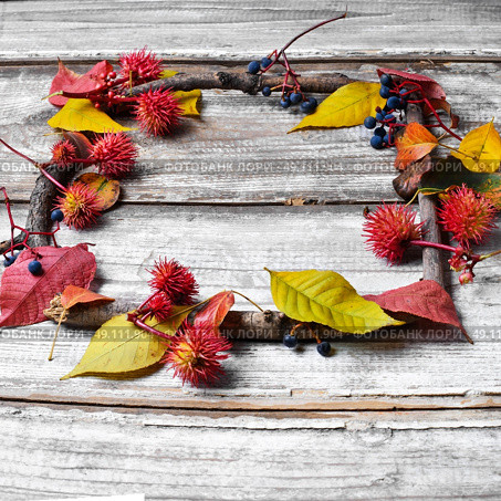 leaves and herbarium. autumn background of leaves and dry branches. Стоковое фото, агентство Ingram Publishing / Фотобанк Лори