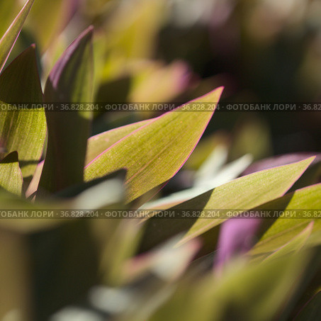 Leaves of Tradescantia spathacea, the boatlily, natural macro floral background. Стоковое фото, фотограф Tamara Kulikova / Фотобанк Лори