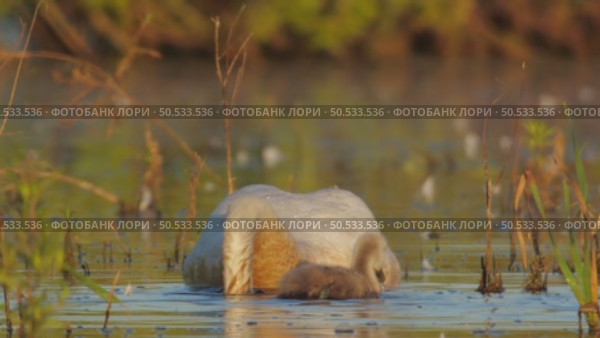 Лебедь-шипун (Cygnus olor) Стоковое видео, видеограф Дмитрий Якубович / Фотобанк Лори