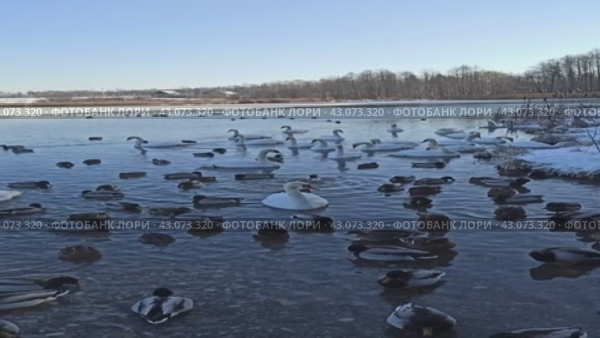 Лебеди и утки на Городищенском озере зимой. Стоковое видео, видеограф Светлана Качанова / Фотобанк Лори