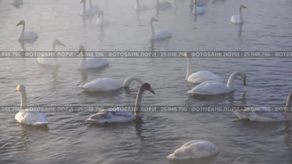 Лебединое озеро в Алтайском крае / Swans on Altai lake Svetloe in the evaporation mist at evening time in winter. Стоковое видео, видеограф Сергей Пристяжнюк (Serg Zastavkin) / Фотобанк Лори
