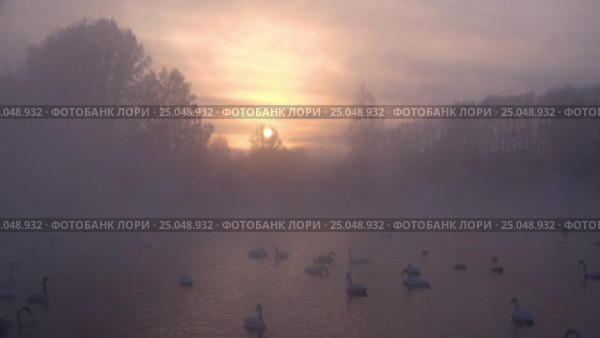Лебединое озеро в Алтайском крае / Swans on Altai lake Svetloe in the evaporation mist at evening time in winter. Стоковое видео, видеограф Сергей Пристяжнюк (Serg Zastavkin) / Фотобанк Лори