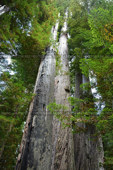 Лес Редвуд, Калифорния, США (2013 год). Стоковое фото, фотограф Алексей Кокоулин / Фотобанк Лори