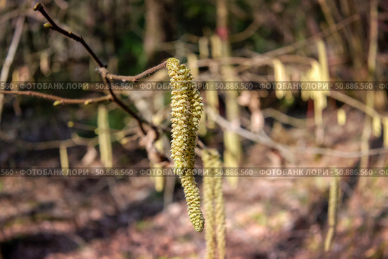 Лещина обыкновенная (Corylus avellana) весной цветет в лесу. Стоковое фото, фотограф Pukhov K / Фотобанк Лори