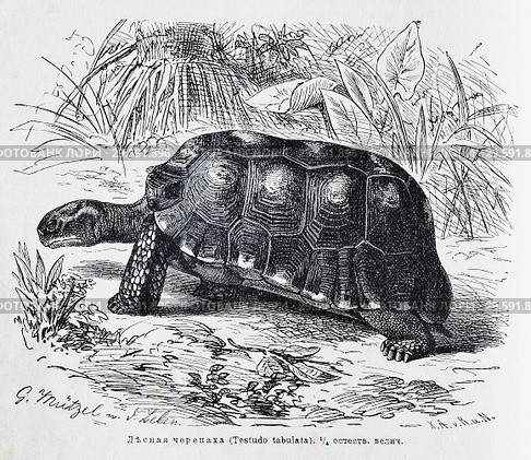 Лесная черепаха (Testudo tabulata) - рисунок  из книги А. Брэма "Жизнь животных" 1896 г. Стоковая иллюстрация, иллюстратор Вера Смолянинова / Фотобанк Лори