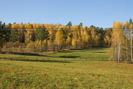 Лесная лужайка осенью. Стоковое фото, фотограф Виктор Уткин / Фотобанк Лори