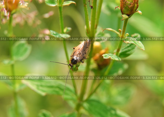 Лесной таракан (Ectobius sylvestris). Самец. Стоковое фото, фотограф Алёшина Оксана / Фотобанк Лори