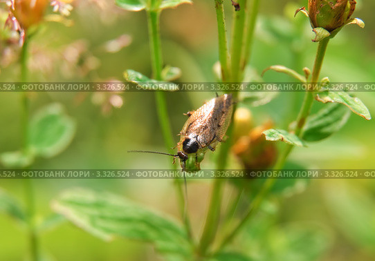 Лесной таракан (Ectobius sylvestris). Самец. Стоковое фото, фотограф Алёшина Оксана / Фотобанк Лори