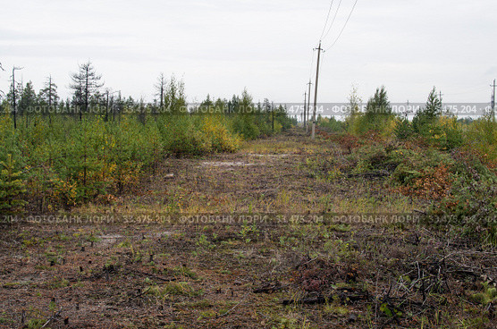 Лесопользование: очистка просеки под ЛЭП. Forest management: clearing the clearing for power lines. Стоковое фото, фотограф Евгений Романов / Фотобанк Лори