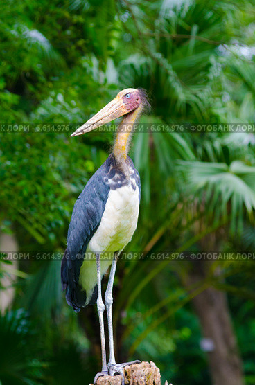 Lesser adjutant, Leptoptilos javanicus. Стоковое фото, фотограф Александр Подшивалов / Фотобанк Лори