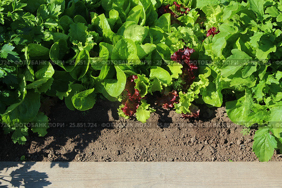 Lettuce, arugula, spices on a garden bed. Стоковое фото, фотограф Елена Зинина / Фотобанк Лори