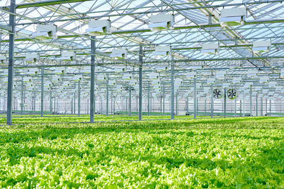 Lettuce growing in greenhouse. Hydroponic vegetables. Стоковое фото, фотограф Евгений Глазунов / Фотобанк Лори
