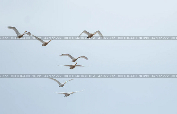 Летящие лебеди - кликуны. / Flying swans. Стоковое фото, фотограф Соловьёва Ирина / Фотобанк Лори