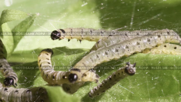 Личинки черемуховой моли (Yponomeuta evonymella) опутывают паутиной листву растения. Стоковое видео, видеограф Mixail59 / Фотобанк Лори
