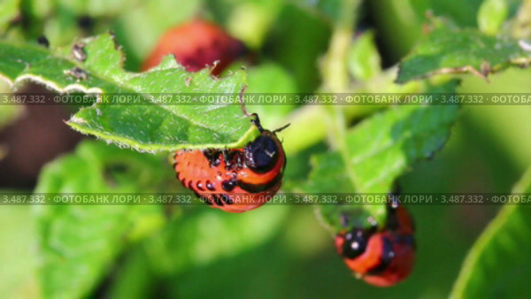 Личинки колорадского жука едят листья (leptinotarsa decemlineata) Стоковое видео, видеограф Михаил Коханчиков / Фотобанк Лори