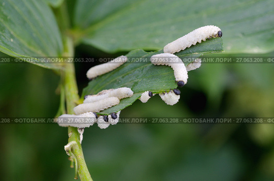 Личинки пилильщика купенового (лат. Phymatocera aterrima) поедают зеленый лист Купены многоцветковой. Стоковое фото, фотограф Елена Коромыслова / Фотобанк Лори