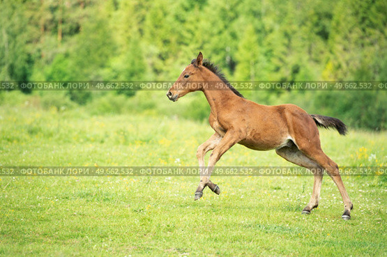 light bay foal running at pasture freely. summer cloudy day. Стоковое фото, агентство Ingram Publishing / Фотобанк Лори