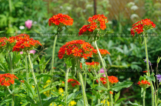 Лихнис Скарлет Халцедонский (лат. Lychnis chalcedonica ) цветет в саду. Стоковое фото, фотограф Елена Коромыслова / Фотобанк Лори
