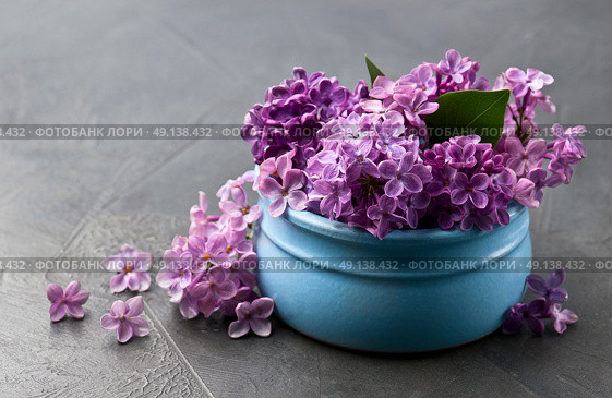 Lilac flower. Стоковое фото, фотограф Волошина Мария Ивановна / Фотобанк Лори
