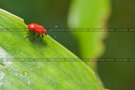 Лилейная трещалка (Lilioceris lilii) Стоковое фото, фотограф Алёшина Оксана / Фотобанк Лори