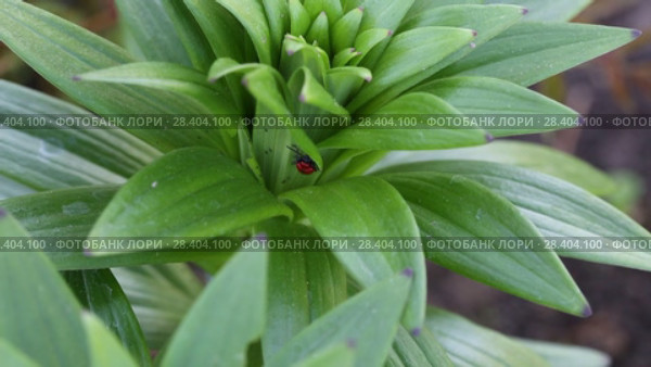 Лилейная трещалка (Lilioceris lilii) Scarlet lily beetle, Red lily beetle, Lily leaf beetle, Lily beetle (Lilioceris lilii), sits on a leaf. Стоковое видео, видеограф Ольга Сейфутдинова / Фотобанк Лори