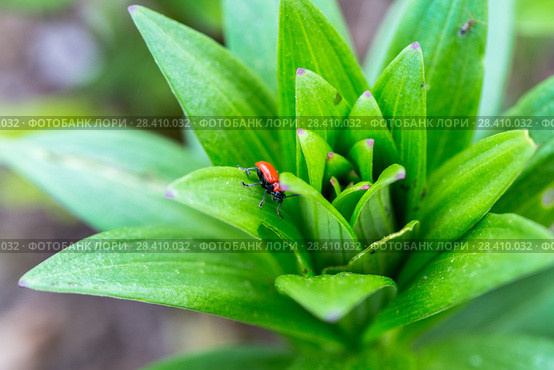 Лилейная трещалка (Lilioceris lilii) Scarlet Lily Beetle (Lilioceris lilii) adult, on lily leaf in garden. Стоковое фото, фотограф Ольга Сейфутдинова / Фотобанк Лори