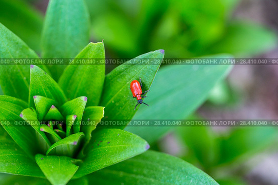 Лилейная трещалка (Lilioceris lilii) Scarlet Lily Beetle (Lilioceris lilii) adult, on lily leaf in garden. Стоковое фото, фотограф Ольга Сейфутдинова / Фотобанк Лори