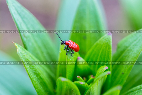 Лилейная трещалка (Lilioceris lilii) Scarlet Lily Beetle (Lilioceris lilii) adult, on lily leaf in garden. Стоковое фото, фотограф Ольга Сейфутдинова / Фотобанк Лори