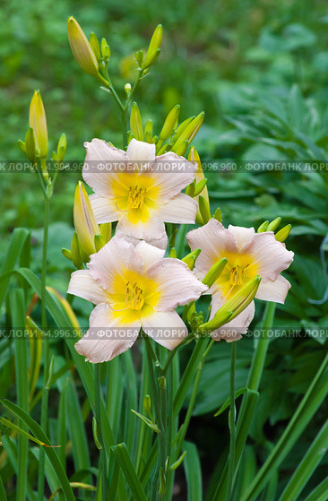 Лилейник гибридный "Сьюрет" (Hemerocallis х Seuret) Стоковое фото, фотограф Зобков Юрий / Фотобанк Лори