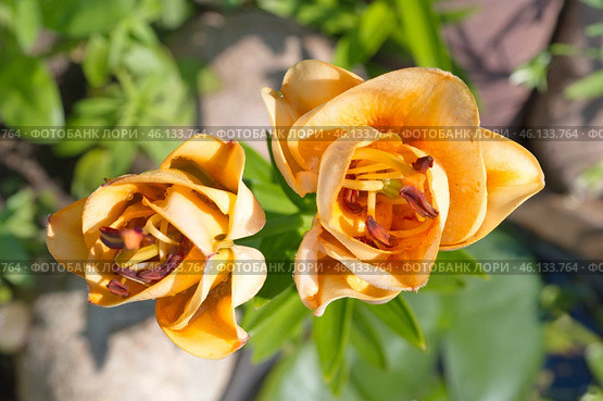 Лилия азиатская махровая "Эйприкот Фадж" (Lilium asiatic Apricot Fudge) крупным планом. Вид сверху. Стоковое фото, фотограф Елена Коромыслова / Фотобанк Лори