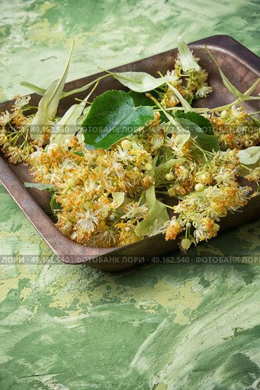 linden leaves and flowers. Petals and linden flowers collected on a wooden old background. Стоковое фото, агентство Ingram Publishing / Фотобанк Лори