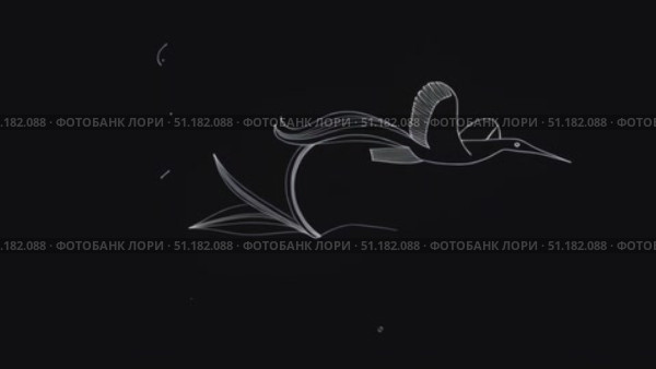 Линия птицы на чёрном фоне. Стоковое AI-видео, аниматор Ольга Невская / Фотобанк Лори
