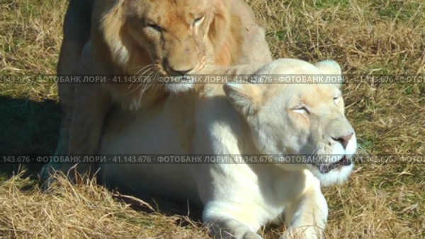 lion in white lioness copulate in the savannah. Life of wild animals in nature. Стоковое видео, видеограф Коханова Наталья / Фотобанк Лори