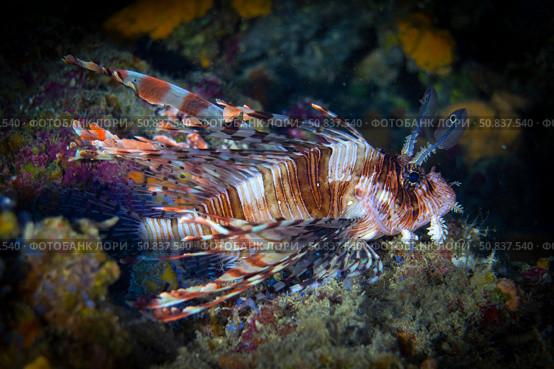 Lionfish stock photo. Крылатка среди кораллов. Стоковое фото, фотограф Никита Костылев / Фотобанк Лори