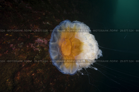 Lion's mane jellyfish (Cyanea capillata, Cyanea arctica) Стоковое фото, фотограф Некрасов Андрей / Фотобанк Лори