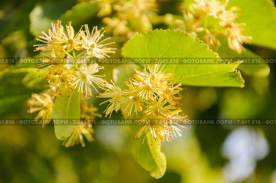 Липа крупнолистная (Tilia) Стоковое фото, фотограф Алёшина Оксана / Фотобанк Лори